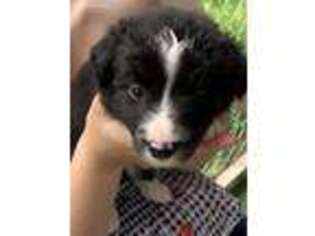 Border Collie Puppy for sale in Wisconsin Dells, WI, USA
