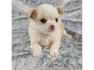 Chihuahua Puppy for sale in Bowling Green, KY, USA