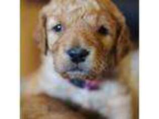Goldendoodle Puppy for sale in Burlington, WA, USA