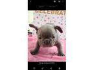 French Bulldog Puppy for sale in Grafton, OH, USA