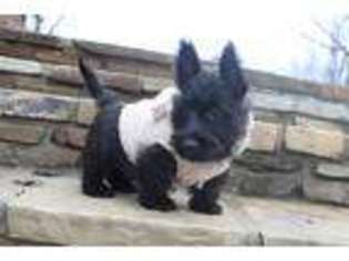 Scottish Terrier Puppy for sale in Solgohachia, AR, USA