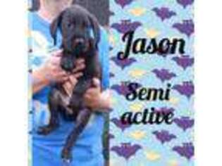 Great Dane Puppy for sale in Mercer, PA, USA