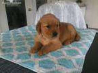 Golden Retriever Puppy for sale in Sunset, SC, USA