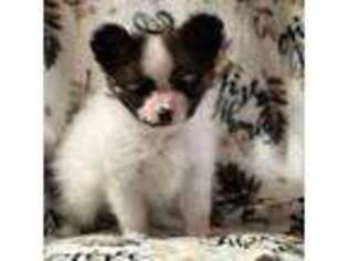 Papillon Puppy for sale in Mechanicsville, MD, USA