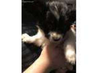 Papillon Puppy for sale in Pawtucket, RI, USA