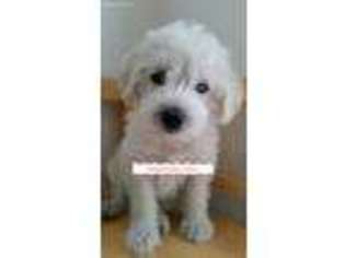 Schnoodle (Standard) Puppy for sale in Middletown, VA, USA