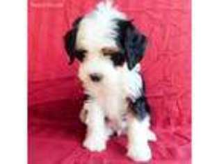 Brittany Puppy for sale in New Holland, PA, USA