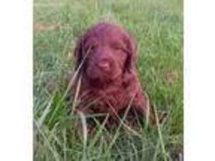 Labradoodle Puppy for sale in Vallonia, IN, USA