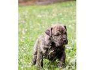 Mastiff Puppy for sale in URBANA, OH, USA