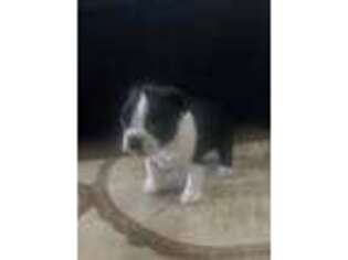 Boston Terrier Puppy for sale in Saginaw, MI, USA