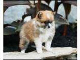 Pomeranian Puppy for sale in Taneytown, MD, USA