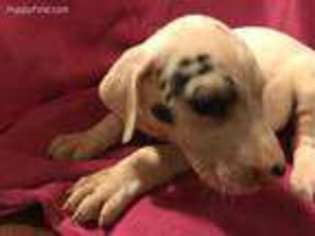 Great Dane Puppy for sale in Napa, CA, USA