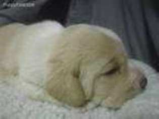 Puggle Puppy for sale in Veneta, OR, USA