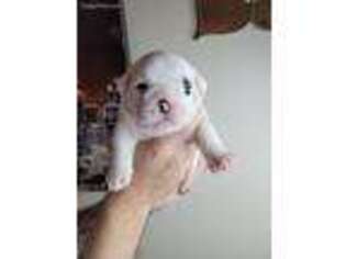 Bulldog Puppy for sale in Wood Dale, IL, USA