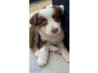 Australian Shepherd Puppy for sale in Enfield, CT, USA