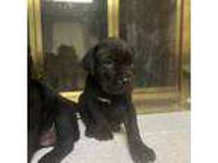 Cane Corso Puppy for sale in Dalton, GA, USA