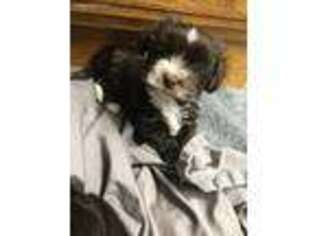 Havanese Puppy for sale in Greensburg, PA, USA