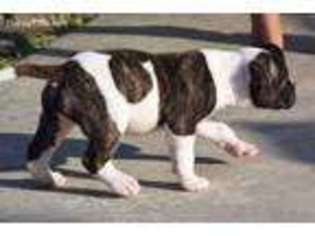 American Bulldog Puppy for sale in Artesia, CA, USA