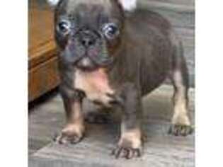 French Bulldog Puppy for sale in Silverton, OR, USA