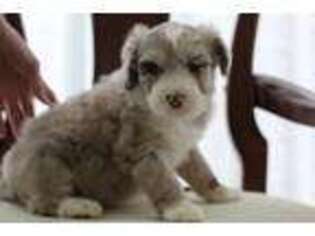 Mutt Puppy for sale in Grove, OK, USA