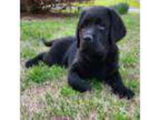Labrador Retriever Puppy for sale in Hoschton, GA, USA