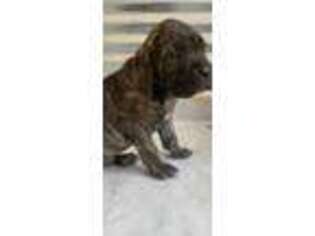 Cane Corso Puppy for sale in Colorado Springs, CO, USA