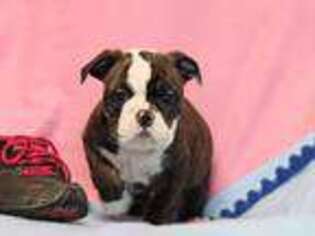 Olde English Bulldogge Puppy for sale in Liberty, KY, USA
