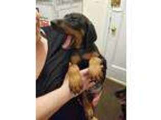 Doberman Pinscher Puppy for sale in Staten Island, NY, USA