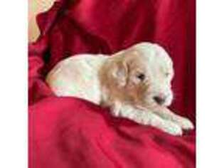 Goldendoodle Puppy for sale in Newport, ME, USA