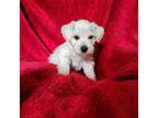 Mutt Puppy for sale in Ferndale, WA, USA