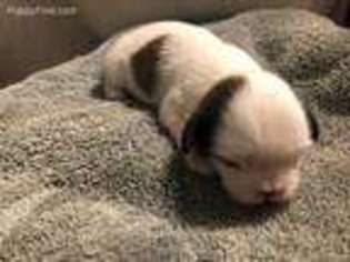 Mutt Puppy for sale in Dartmouth, MA, USA