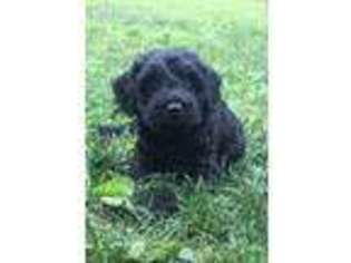 Labradoodle Puppy for sale in Coatesville, PA, USA