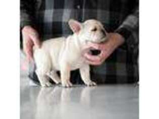 French Bulldog Puppy for sale in Eagle Mountain, UT, USA