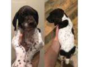 German Shorthaired Pointer Puppy for sale in Fountain Hills, AZ, USA