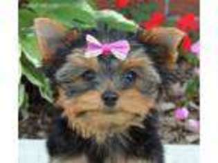 Yorkshire Terrier Puppy for sale in Kouts, IN, USA