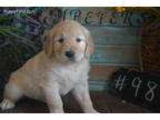 Golden Retriever Puppy for sale in Exline, IA, USA