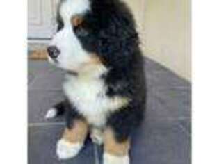 Bernese Mountain Dog Puppy for sale in Federal Way, WA, USA