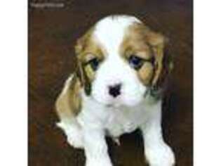 Cavalier King Charles Spaniel Puppy for sale in Madison, MS, USA