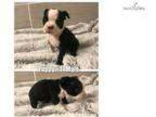 Boston Terrier Puppy for sale in Frederick, MD, USA