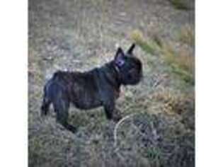 French Bulldog Puppy for sale in Charles City, IA, USA