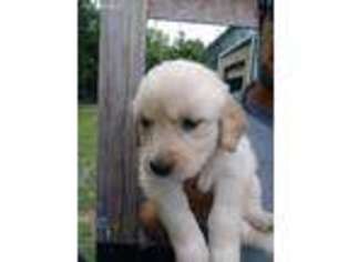 Golden Retriever Puppy for sale in Watertown, TN, USA