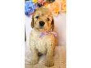 Labradoodle Puppy for sale in Saylorsburg, PA, USA