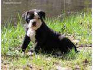 Alapaha Blue Blood Bulldog Puppy for sale in Marble Falls, AR, USA
