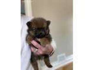 Pomeranian Puppy for sale in Itasca, IL, USA