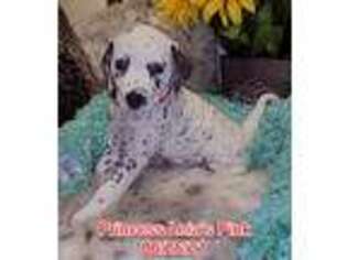 Dalmatian Puppy for sale in Colleyville, TX, USA