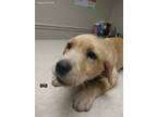 Labrador Retriever Puppy for sale in Keystone Heights, FL, USA