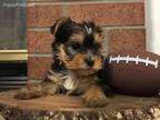 Yorkshire Terrier Puppy for sale in Sylvania, GA, USA