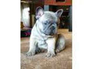 French Bulldog Puppy for sale in Pagosa Springs, CO, USA