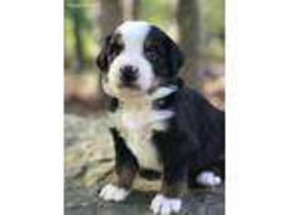 Bernese Mountain Dog Puppy for sale in Lake Lure, NC, USA
