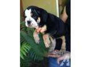 Bulldog Puppy for sale in DELHI, CA, USA